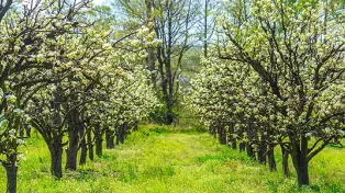 زمین باغی در حومه آمل